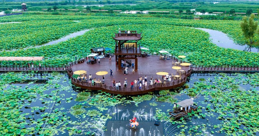 Sắc sen dệt nên bức tranh mùa hè Trung Hoa - Ảnh 22.