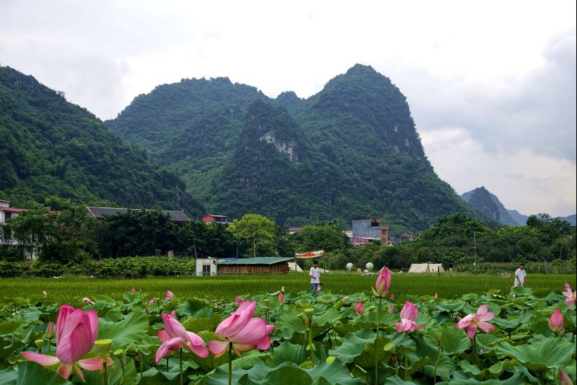 Sắc sen dệt nên bức tranh mùa hè Trung Hoa - Ảnh 20.