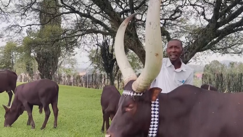 Những con bò sừng dài được cưng chiều ở Rwanda - Ảnh 2.