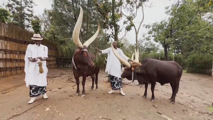 Những con bò sừng dài được cưng chiều ở Rwanda - Ảnh 1.