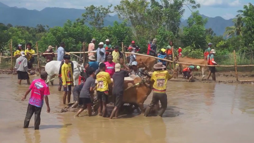 Khai mạc lễ hội đua bò truyền thống Pacu Jawi ở Sumatra, Indonesia - Ảnh 3.