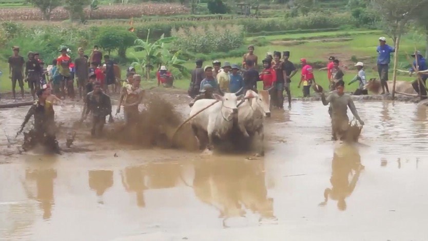 Khai mạc lễ hội đua bò truyền thống Pacu Jawi ở Sumatra, Indonesia - Ảnh 4.