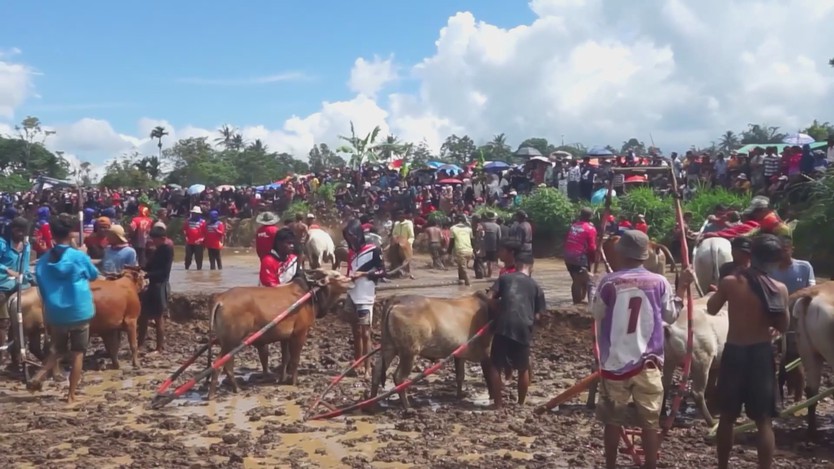 Khai mạc lễ hội đua bò truyền thống Pacu Jawi ở Sumatra, Indonesia - Ảnh 2.