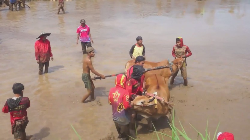 Khai mạc lễ hội đua bò truyền thống Pacu Jawi ở Sumatra, Indonesia - Ảnh 5.
