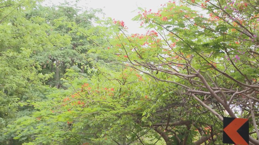 Đường lên Hải đăng Vũng Tàu đỏ rực hoa phượng- Ảnh 2.