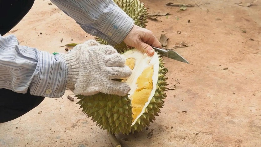Nhiều vườn sầu riêng tại khu vực phía Đông TP. Hồ Chí Minh - Ảnh 3.