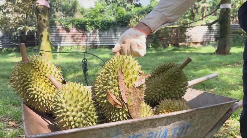 Nhiều vườn sầu riêng tại khu vực phía Đông TP. Hồ Chí Minh - Ảnh 6.