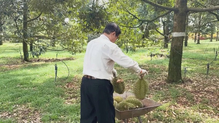 Nhiều vườn sầu riêng tại khu vực phía Đông TP. Hồ Chí Minh - Ảnh 5.