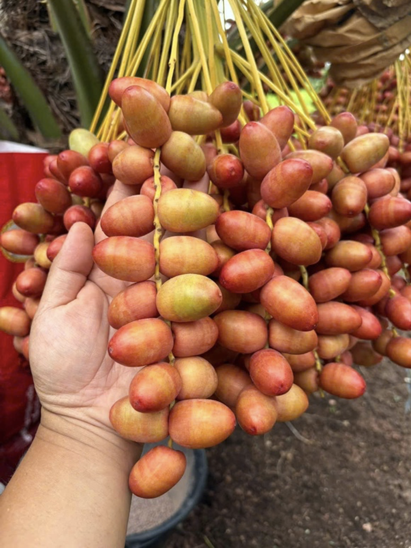 Chàng kỹ sư IT rời Singapore về Đồng Tháp khởi nghiệp với vườn "Chà là Nữ hoàng" độc lạ giữa miền Tây - Ảnh 5.