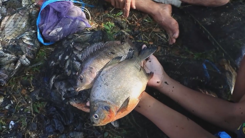 Memet Ikan - Lễ hội bắt cá tập thể ở Klaten, Indonesia - Ảnh 3.