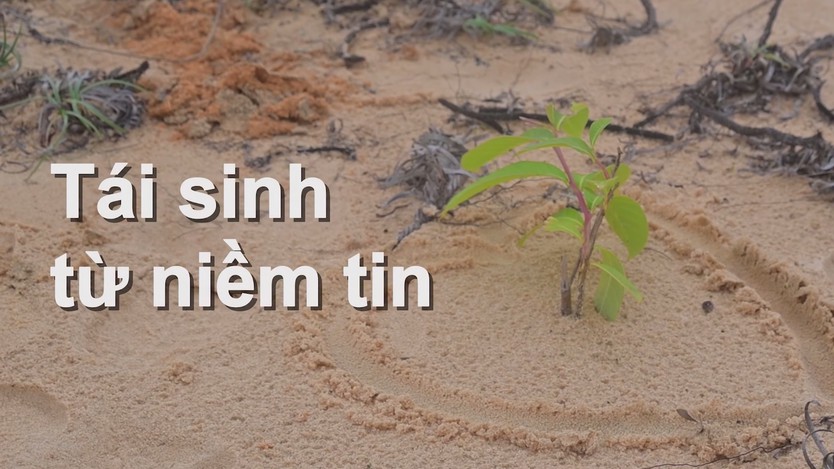 Hành trình phủ xanh những đồi cát ven biển Tà Cú- Ảnh 1.