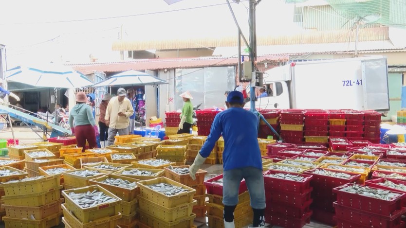 TP. Hồ Chí Minh quyết liệt gỡ “thẻ vàng” IUU - Ảnh 3.