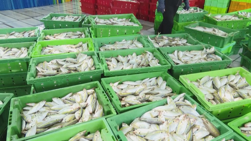 TP. Hồ Chí Minh quyết liệt gỡ “thẻ vàng” IUU - Ảnh 4.