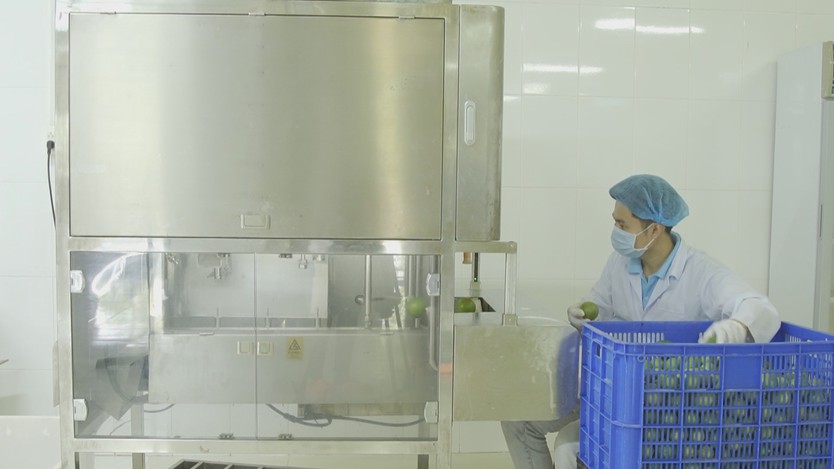 Đổi mới tư duy để mở rộng cánh cửa xuất khẩu cây có múi - Ảnh 8.