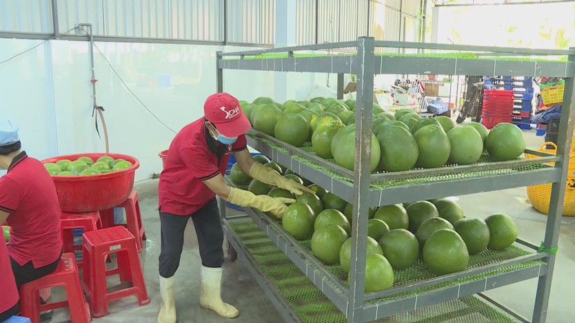 Đổi mới tư duy để mở rộng cánh cửa xuất khẩu cây có múi - Ảnh 4.