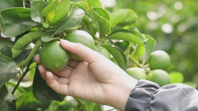 Đổi mới tư duy để mở rộng cánh cửa xuất khẩu cây có múi - Ảnh 7.
