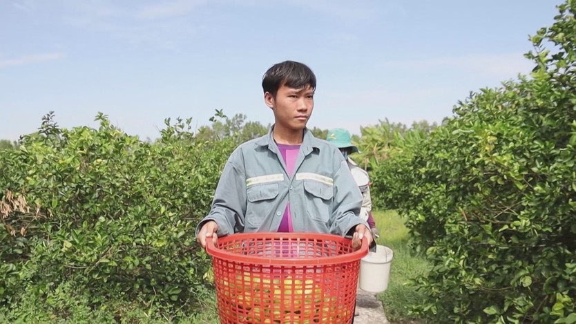 Đổi mới tư duy để mở rộng cánh cửa xuất khẩu cây có múi - Ảnh 6.