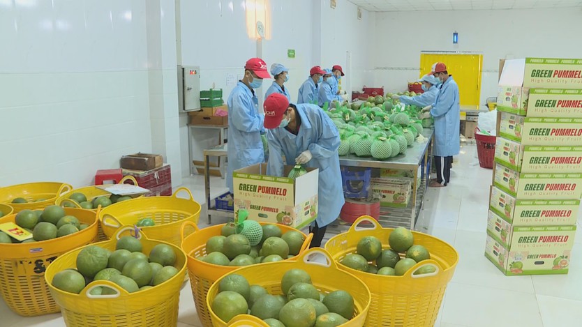 Đổi mới tư duy để mở rộng cánh cửa xuất khẩu cây có múi - Ảnh 5.