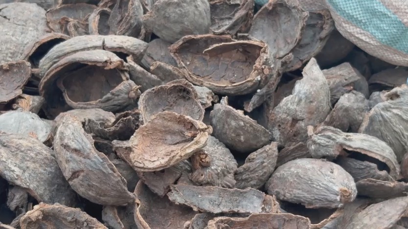 Biến phụ phẩm cacao thành sản phẩm làm đẹp - Ảnh 1.
