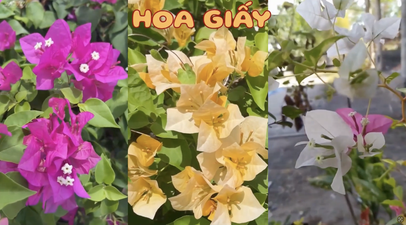 Góc nhỏ kỳ diệu: Vẽ bình hoa kết hợp hoa tươi - Ảnh 10.