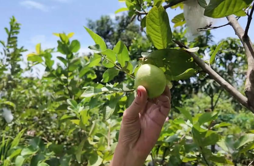 Cùng HTV hành động xanh: Khi nông nghiệp tuần hoàn tạo nên giá trị xanh- Ảnh 21.