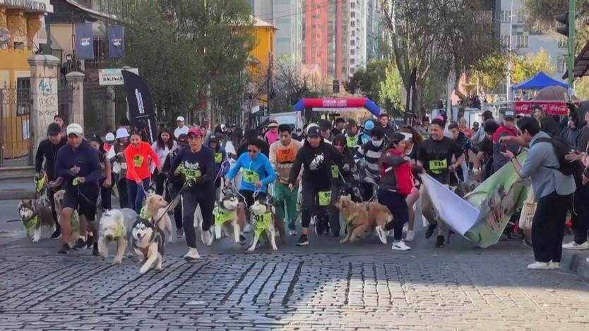 Bolivia: Lễ hội Thánh Roch dành cho loài chó - Ảnh 1.