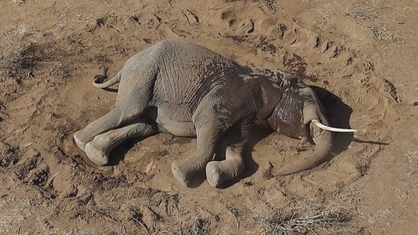 Kenya: Bệnh lạ đe dọa đàn voi tại vùng Amboseli - Ảnh 1.
