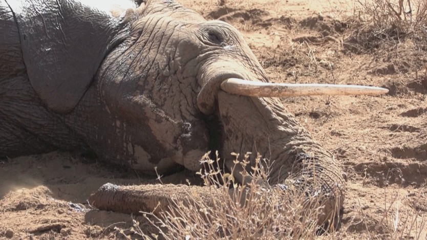 Kenya: Bệnh lạ đe dọa đàn voi tại vùng Amboseli - Ảnh 2.