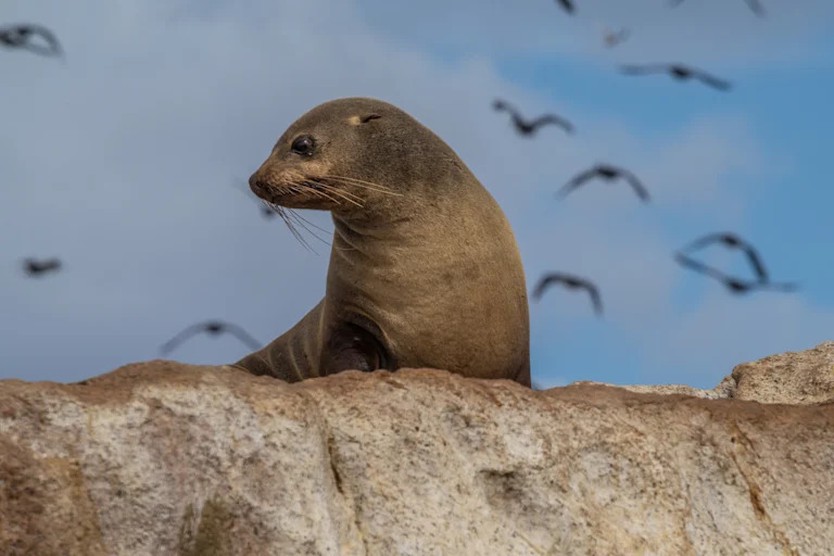 Australia lần đầu phát hiện virus H5N1 ở động vật có vú- Ảnh 1.