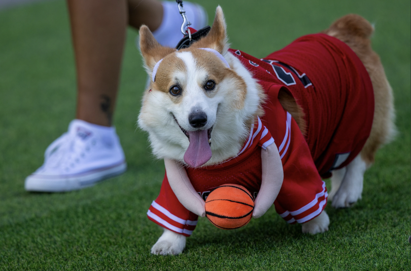 Sôi động cuộc thi đua Corgi quốc tế - Nơi những đôi chân ngắn tỏa sáng - Ảnh 5.