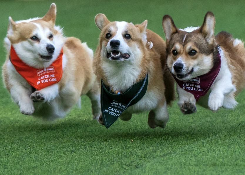 Sôi động cuộc thi đua Corgi quốc tế - Nơi những đôi chân ngắn tỏa sáng - Ảnh 1.