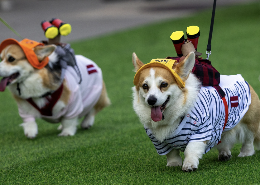 Sôi động cuộc thi đua Corgi quốc tế - Nơi những đôi chân ngắn tỏa sáng - Ảnh 3.