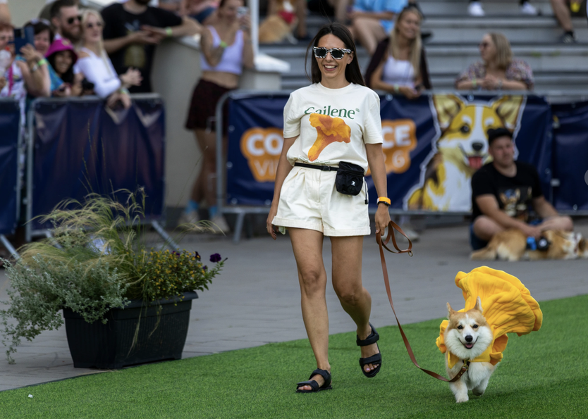 Sôi động cuộc thi đua Corgi quốc tế - Nơi những đôi chân ngắn tỏa sáng - Ảnh 2.