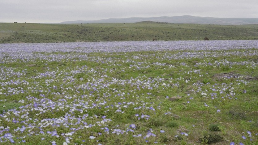 Chile: Sắc hoa rực rỡ giữa sa mạc khô cằn Atacama - Ảnh 1.