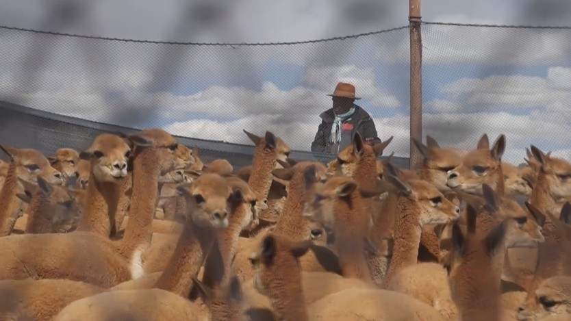 Chaccu - Nghi lễ cắt xén lông lạc đà không bứu ở Peru - Ảnh 3.