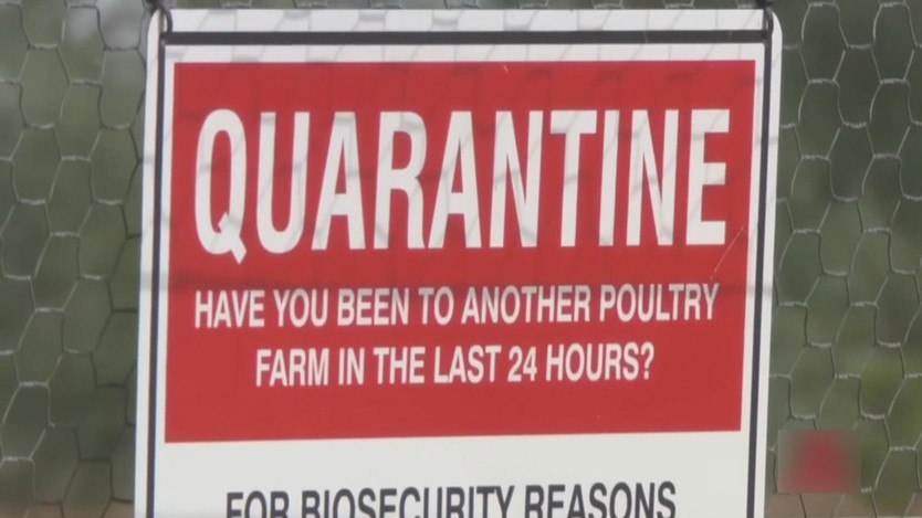 Australia xác nhận đợt chim hoang dã chết hàng loạt đầu tiên do cúm H5N1- Ảnh 2.
