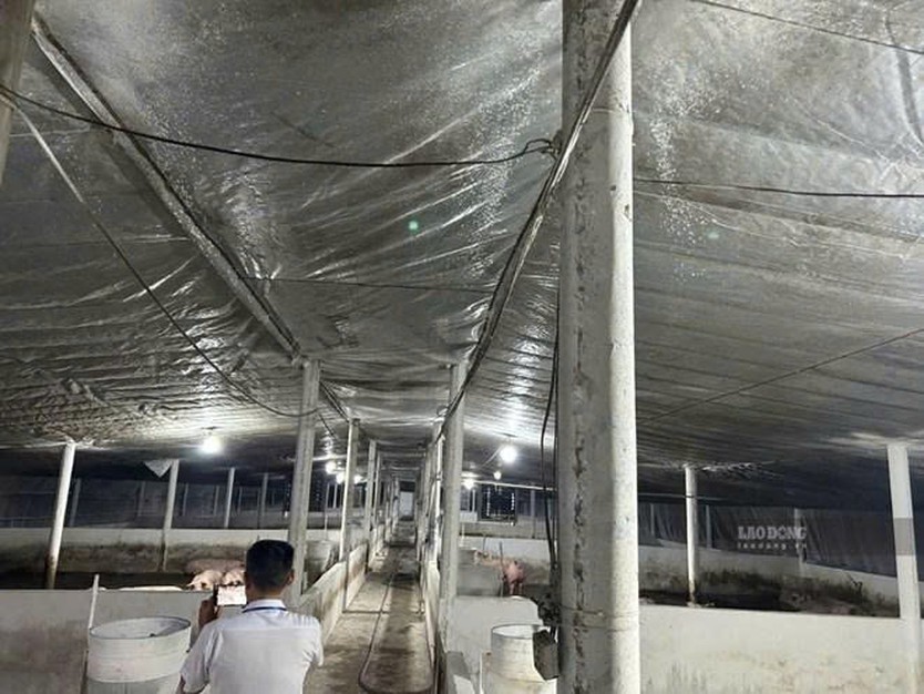 Đồng Nai tạm giữ hơn 3.900 con heo để xác minh chất cấm - Ảnh 1.