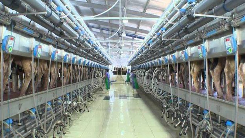 Sữa tươi thanh trùng - phép thử khắt khe cho cam kết “Thật sự thiên nhiên” của TH true MILK - Ảnh 2.
