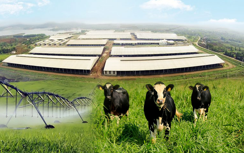 Những điểm nhấn làm nên chất lượng hàng đầu của sữa tươi sạch TH true MILK - Ảnh 1.
