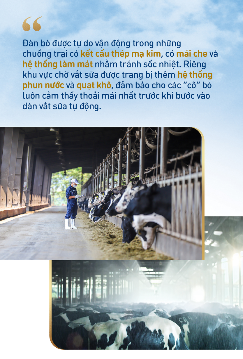 Những điểm nhấn làm nên chất lượng hàng đầu của sữa tươi sạch TH true MILK - Ảnh 2.