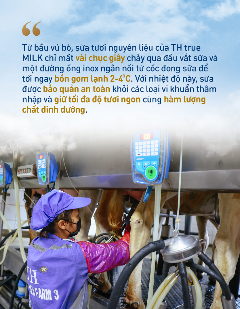 Những điểm nhấn làm nên chất lượng hàng đầu của sữa tươi sạch TH true MILK - Ảnh 6.
