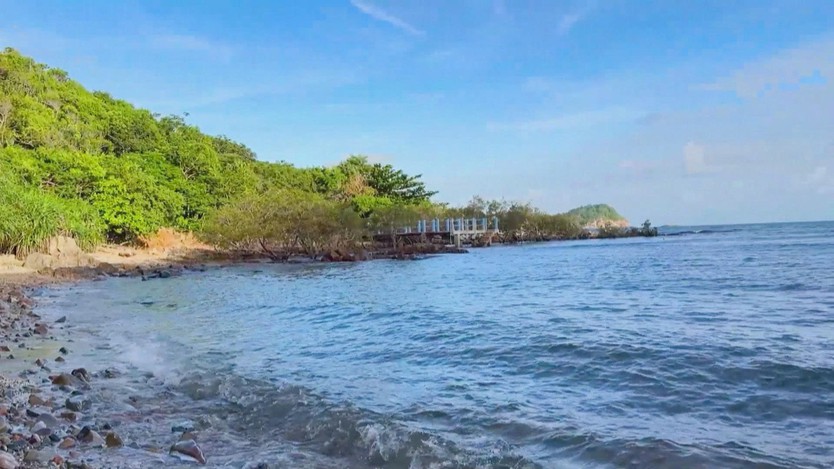 Thả rùa con về biển: Trải nghiệm du lịch sinh thái tại Côn Đảo  - Ảnh 1.