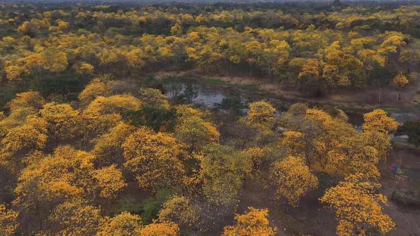Ecuador: Cây Guayacan bất ngờ nở hoa sớm hơn mọi năm do El Nino - Ảnh 2.