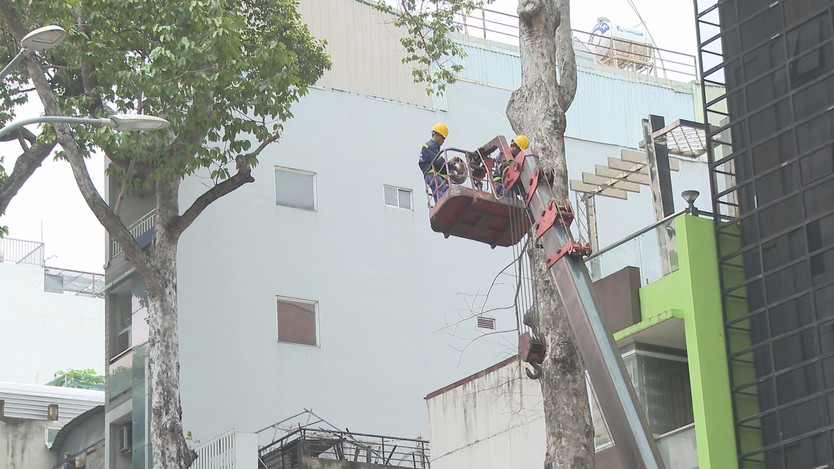 TP. Hồ Chí Minh "cắt tỉa rủi ro" từ cây xanh đô thị mùa mưa bão - Ảnh 2.