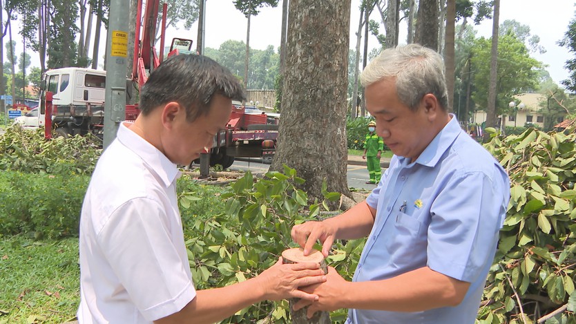 TP. Hồ Chí Minh "cắt tỉa rủi ro" từ cây xanh đô thị mùa mưa bão - Ảnh 3.