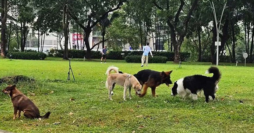 Làm rõ quy định về rọ mõm và xích giữ chó khi ra nơi công cộng - Ảnh 2.