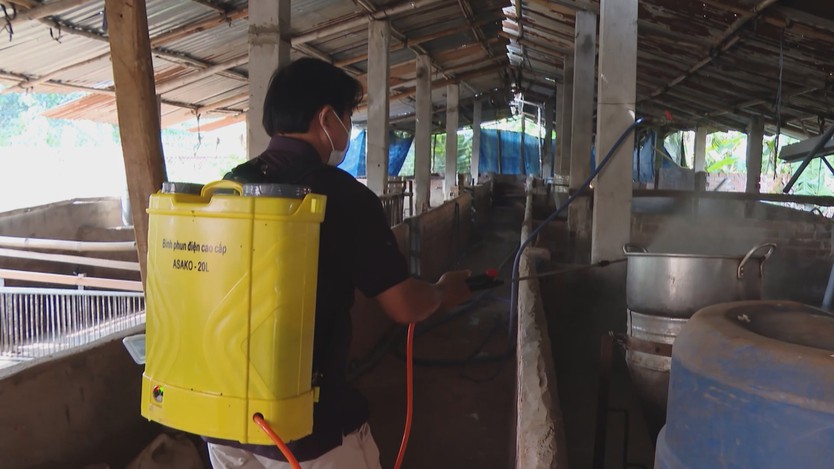 Xã Xuân Sơn khẩn trương khống chế dịch tả heo châu Phi - Ảnh 3.