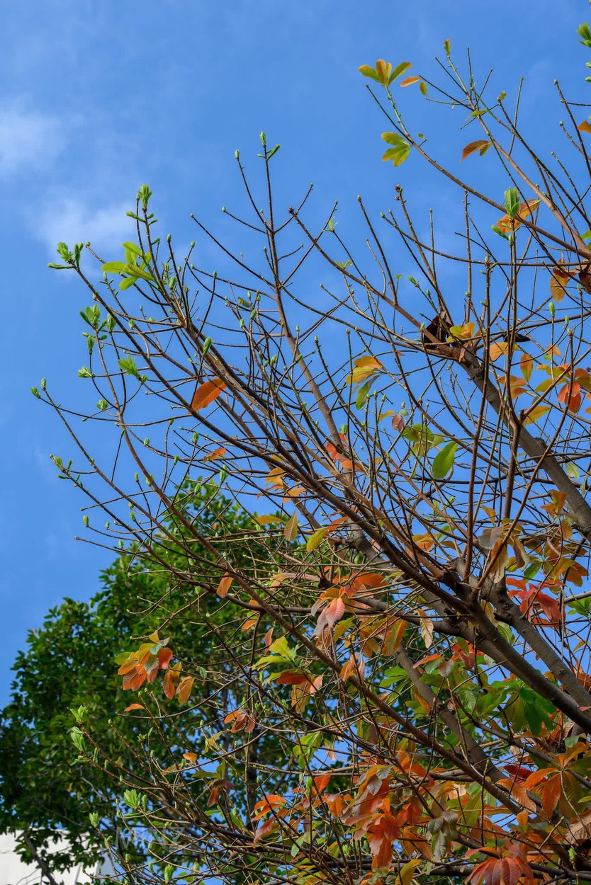 Bất ngờ có “mùa thu” tại TP. Hồ Chí Minh: giới trẻ rủ nhau săn lá vàng trên con đường ven kênh - Ảnh 1.