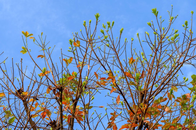 Bất ngờ có “mùa thu” tại TP. Hồ Chí Minh: giới trẻ rủ nhau săn lá vàng trên con đường ven kênh - Ảnh 3.