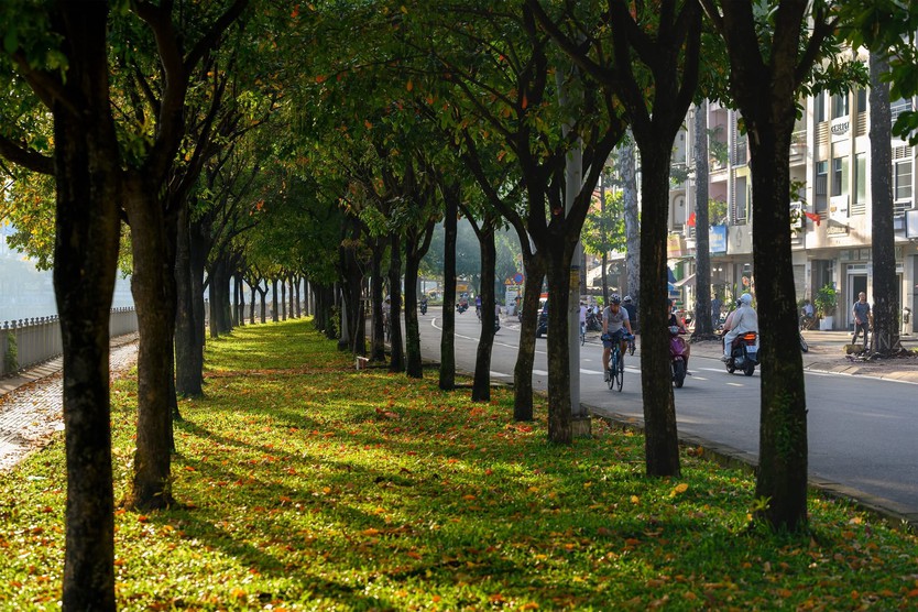 Bất ngờ có “mùa thu” tại TP. Hồ Chí Minh: giới trẻ rủ nhau săn lá vàng trên con đường ven kênh - Ảnh 2.